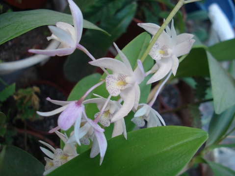 Копия орхидея.jpg