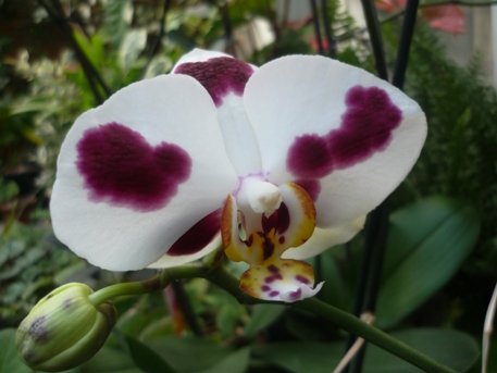 Копия P1020204.JPG