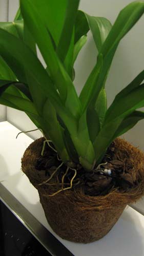 беаллара Tahoma Glacier.jpg