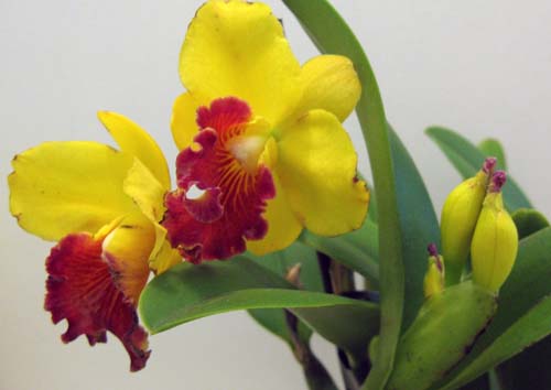 желтая катлюша.jpg