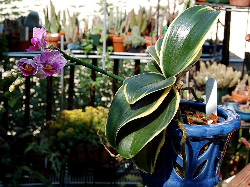 DtpsSogoVivien1 - копия.jpg