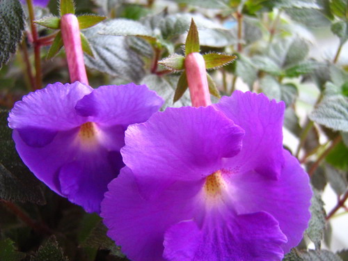 ахименес .jpg