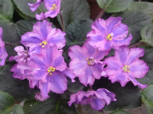 Копия P1020219.JPG