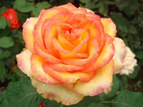 Копия роза.JPG