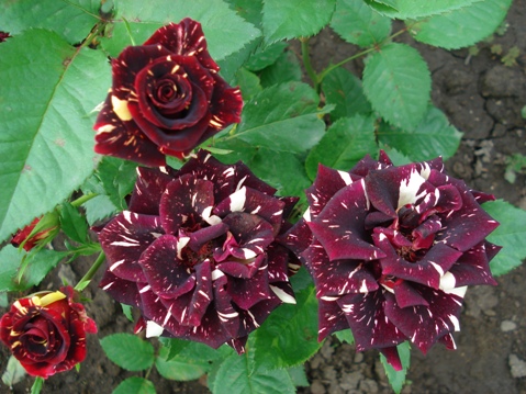 Копия роза Абра-Кадабра.jpg