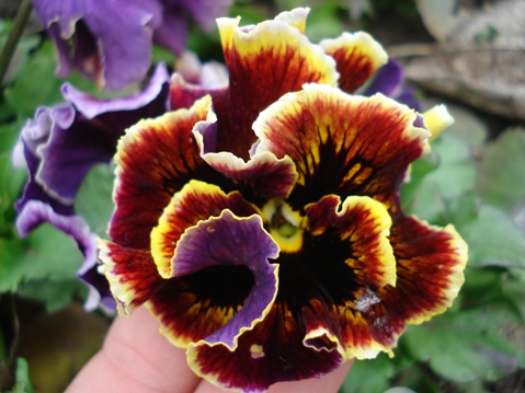 Копия виола6.jpg