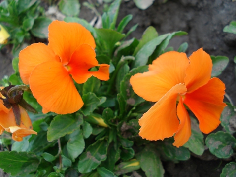 Копия виола Оранжери.jpg