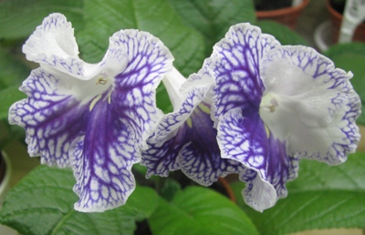 IMG_3364.jpg