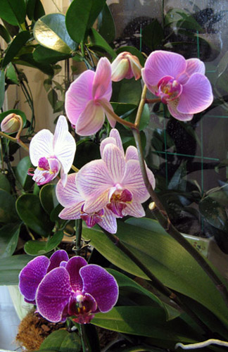 сиреневые фаленопсисы.jpg