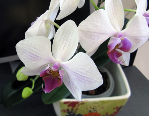 цветет_белый фаленопсис.jpg