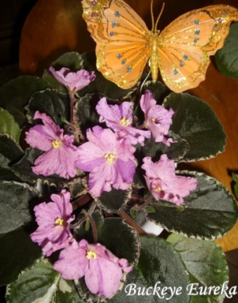 Buckeye Eureka11.JPG