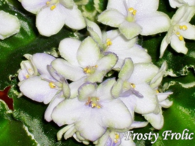 Frosty Frolik близко.JPG