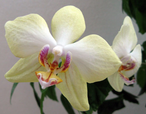 фаленопсис желтый.jpg