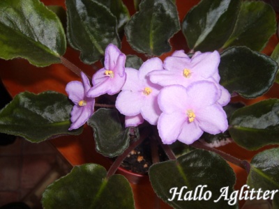 Hallo Aglitter.JPG