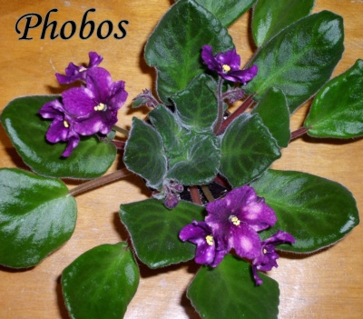 PHOBOS.JPG