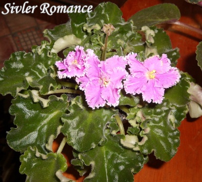 Silver Romance 7.JPG