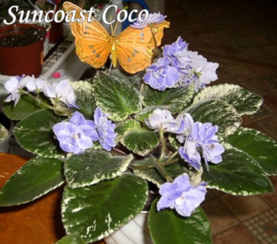 Suncoast Coco.JPG