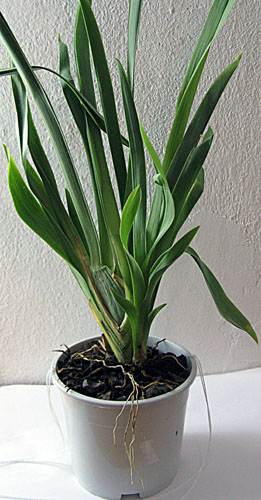 проблемная мильтония.jpg