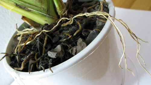 проблемная мильтония корни.jpg