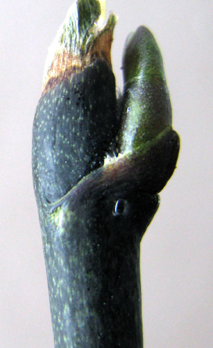 розовая почка.jpg