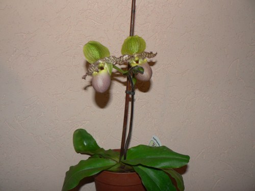 пафиопедилум primulinum куплен 12.2008.JPG