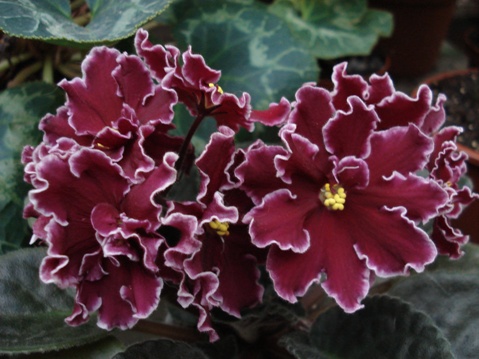 Копия Arcturus.JPG