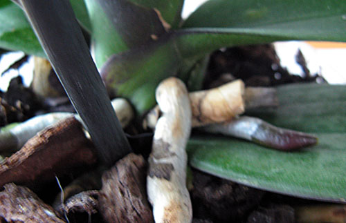 розовая_новый корешок.jpg