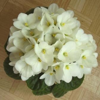 белая фиалочка.JPG